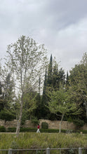 טען תמונה לגלריה, טסט פרסומי